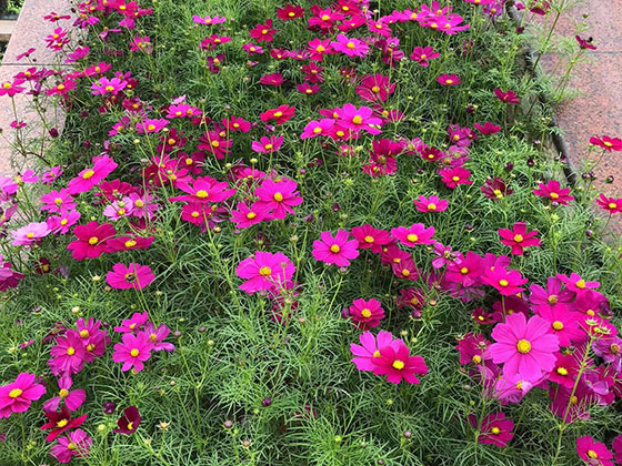 呼和浩特鲜花布置|树木移种